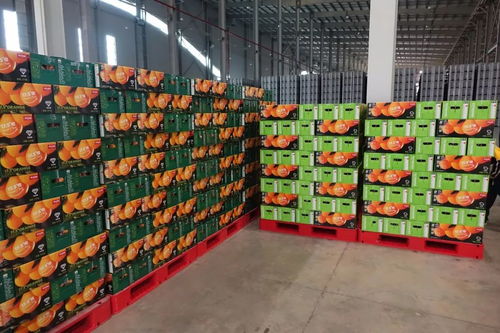 信豐陳毅希望學校 走進橙鄉,愛我家鄉 綠色主題研學實踐活動